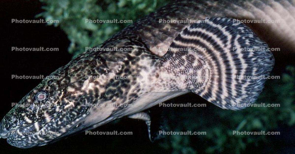 Elegant portrayal of the Toadfish, also known as Polypteridae.