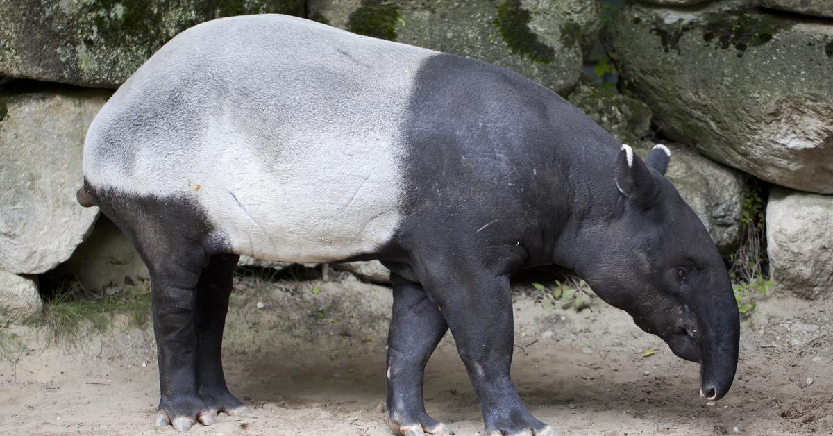 Captured beauty of the Tapir, or Tapirus in the scientific world.