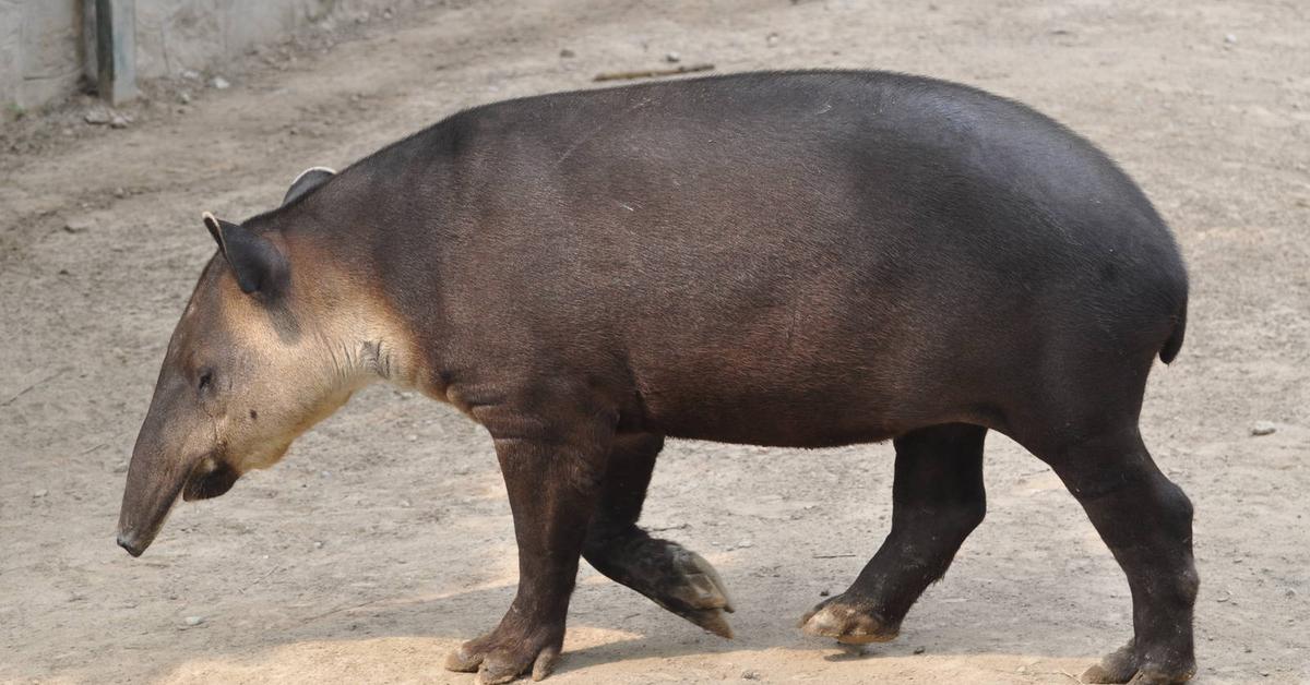 Photograph of the unique Tapir, known scientifically as Tapirus.