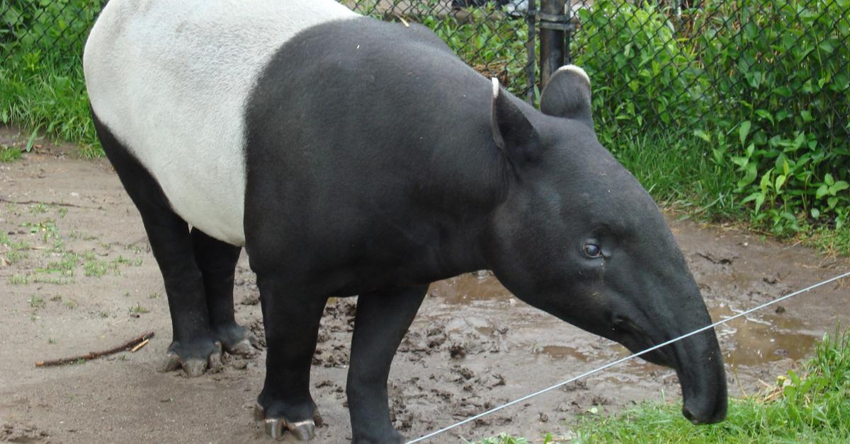 Close encounter with the Tapir, scientifically called Tapirus.