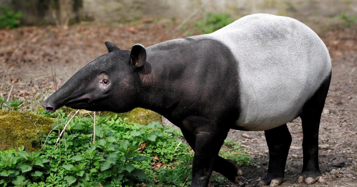 The alluring Tapir, commonly referred to as Tapir in Bahasa Indonesia.