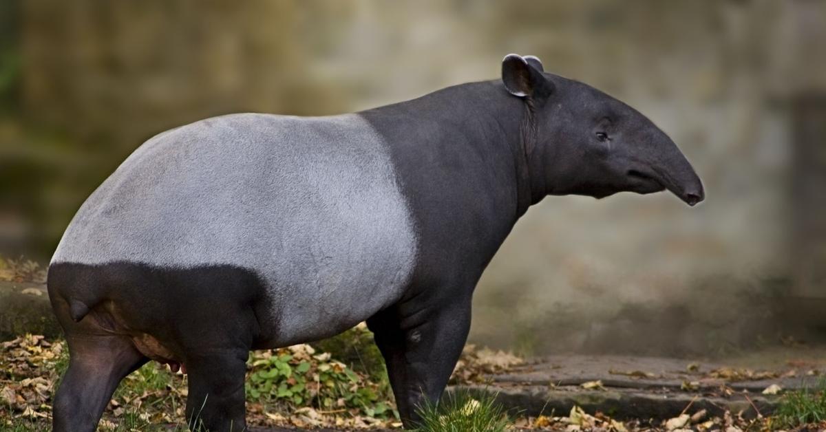 Captivating view of the Tapir, known in Bahasa Indonesia as Tapir.