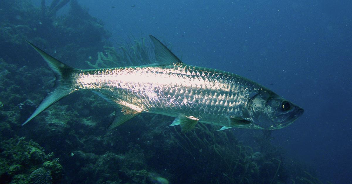 Charming view of the Tarpon, in Indonesia referred to as Ikan Tarpon.