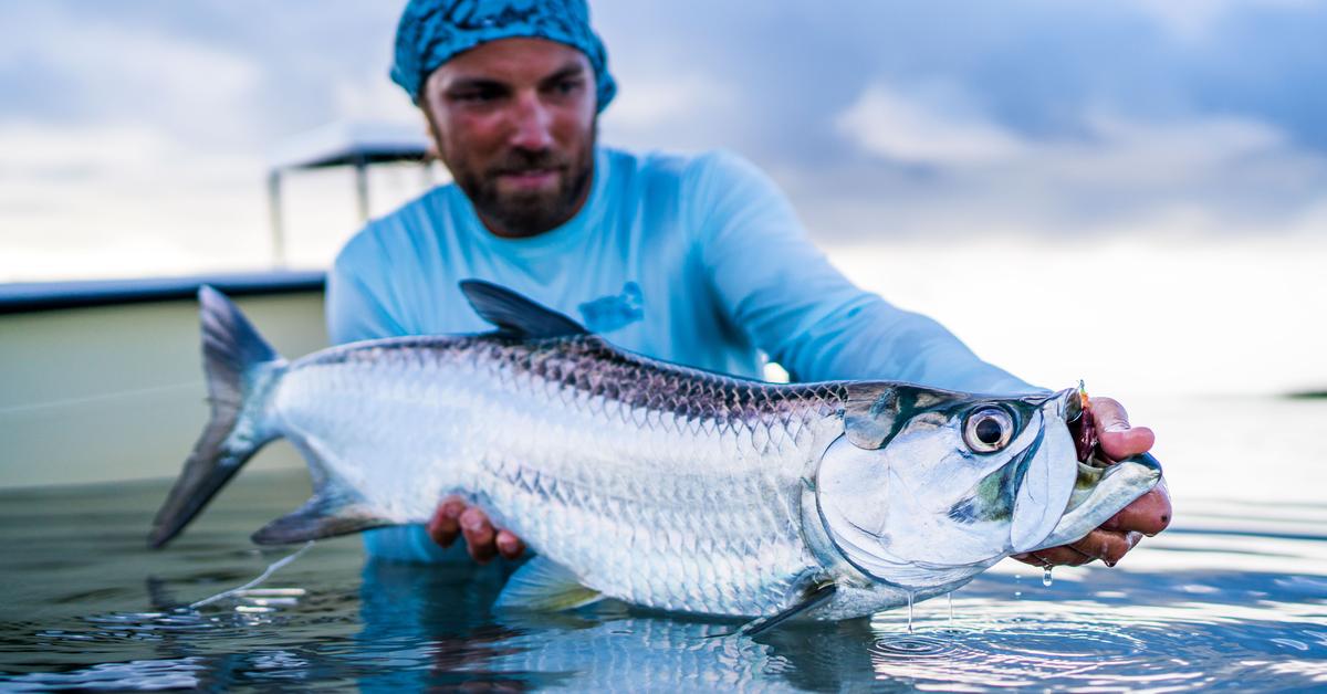 The remarkable Tarpon (Megalopidae), a sight to behold.