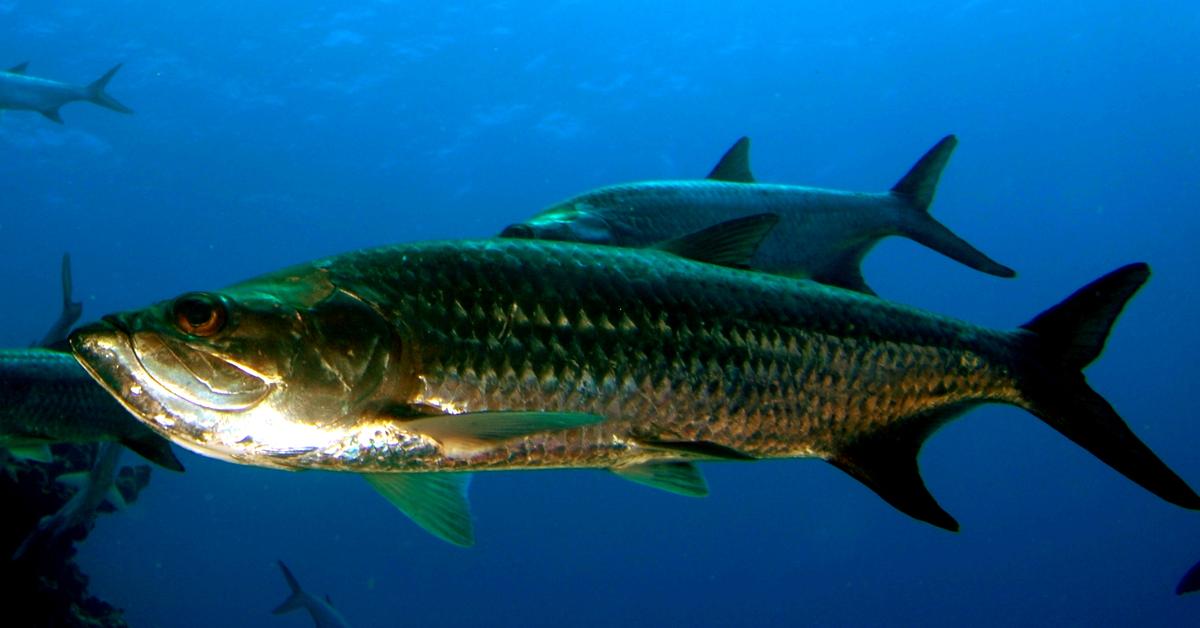 Vivid image of the Tarpon, or Ikan Tarpon in Indonesian context.