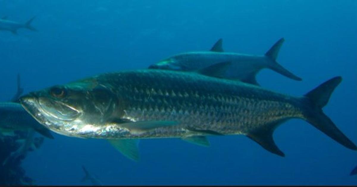 Stunning image of the Tarpon (Megalopidae), a wonder in the animal kingdom.