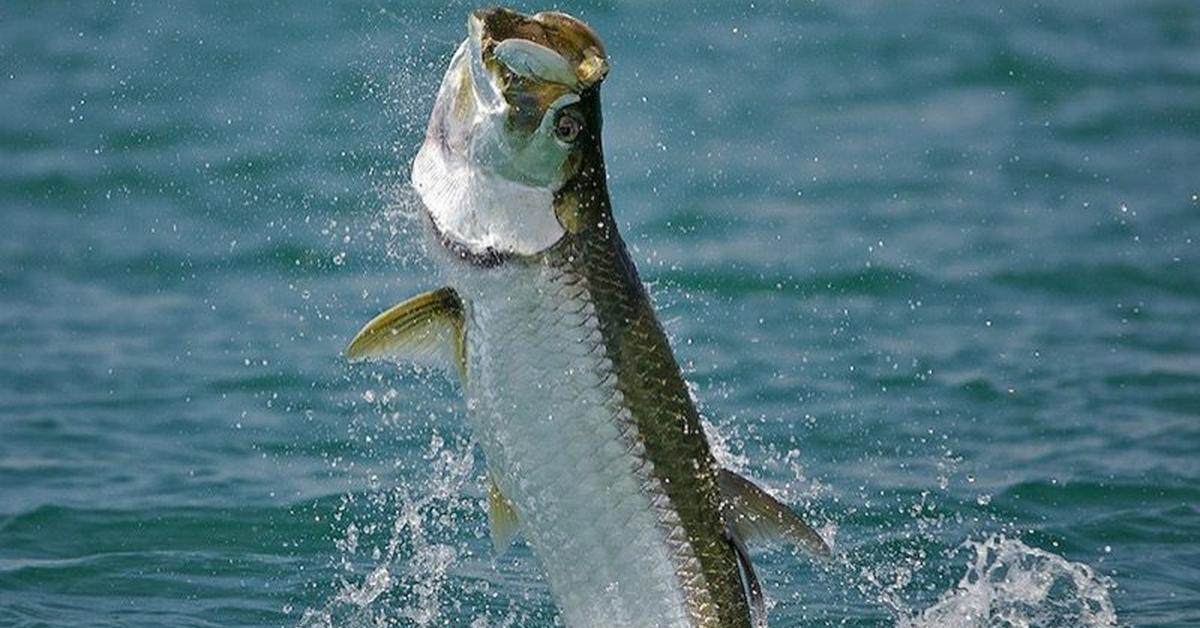 Elegant Tarpon in its natural habitat, called Ikan Tarpon in Indonesia.