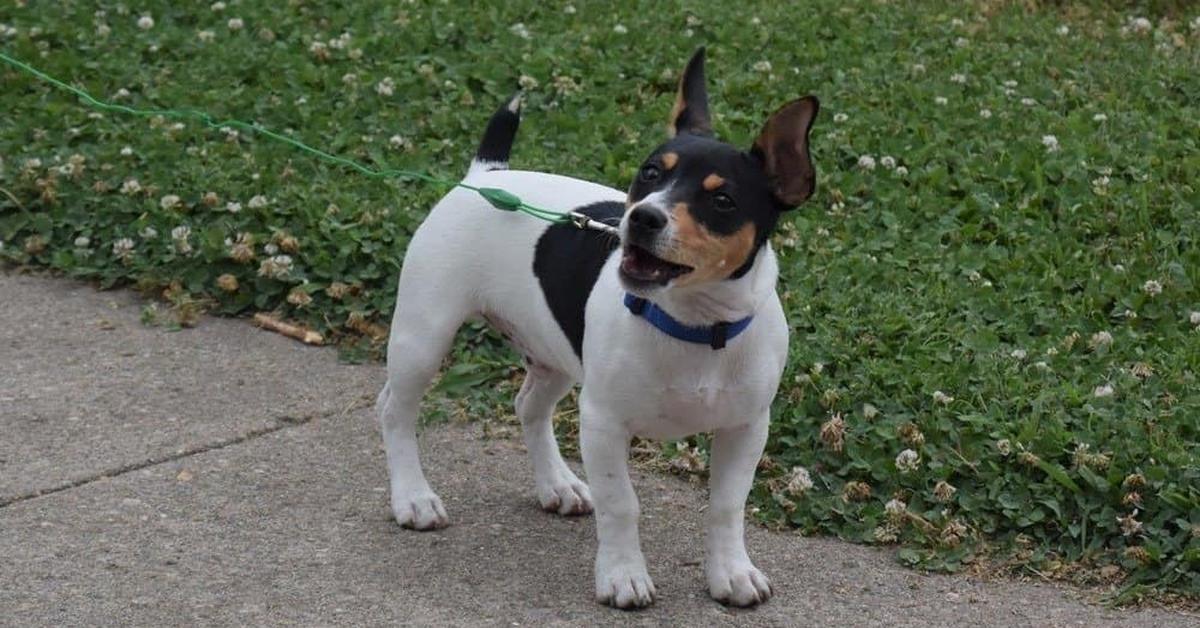 Graceful Teddy Roosevelt Terrier, a creature with the scientific name Canis lupus.