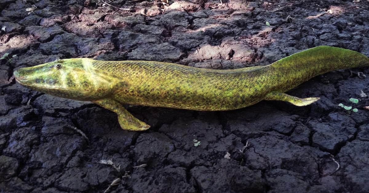 Natural elegance of the Tiktaalik, scientifically termed Tiktaalik roseae.