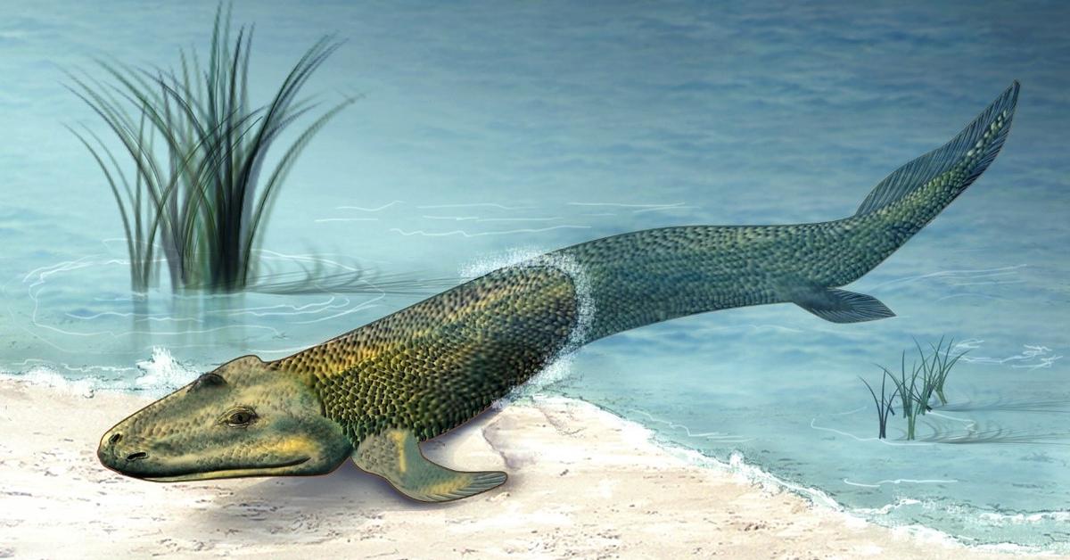 Photogenic Tiktaalik, scientifically referred to as Tiktaalik roseae.