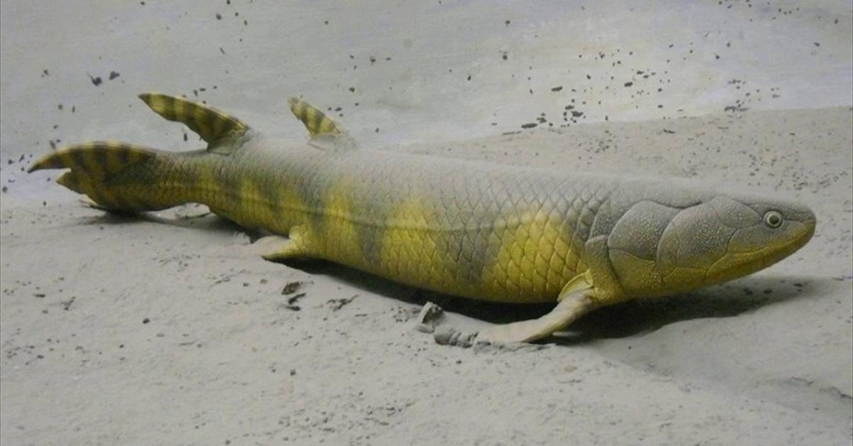 Graceful Tiktaalik, a creature with the scientific name Tiktaalik roseae.