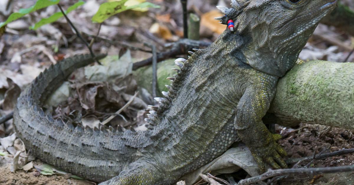 Captured moment of the Tuatara, in Indonesia known as Tuatara.