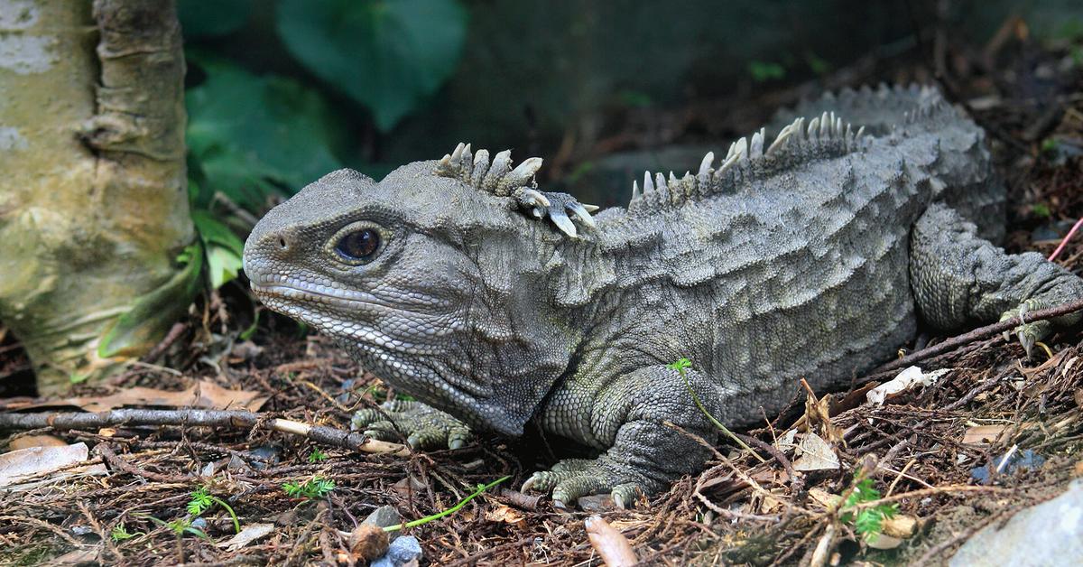 Exquisite image of Tuatara, in Indonesia known as Tuatara.