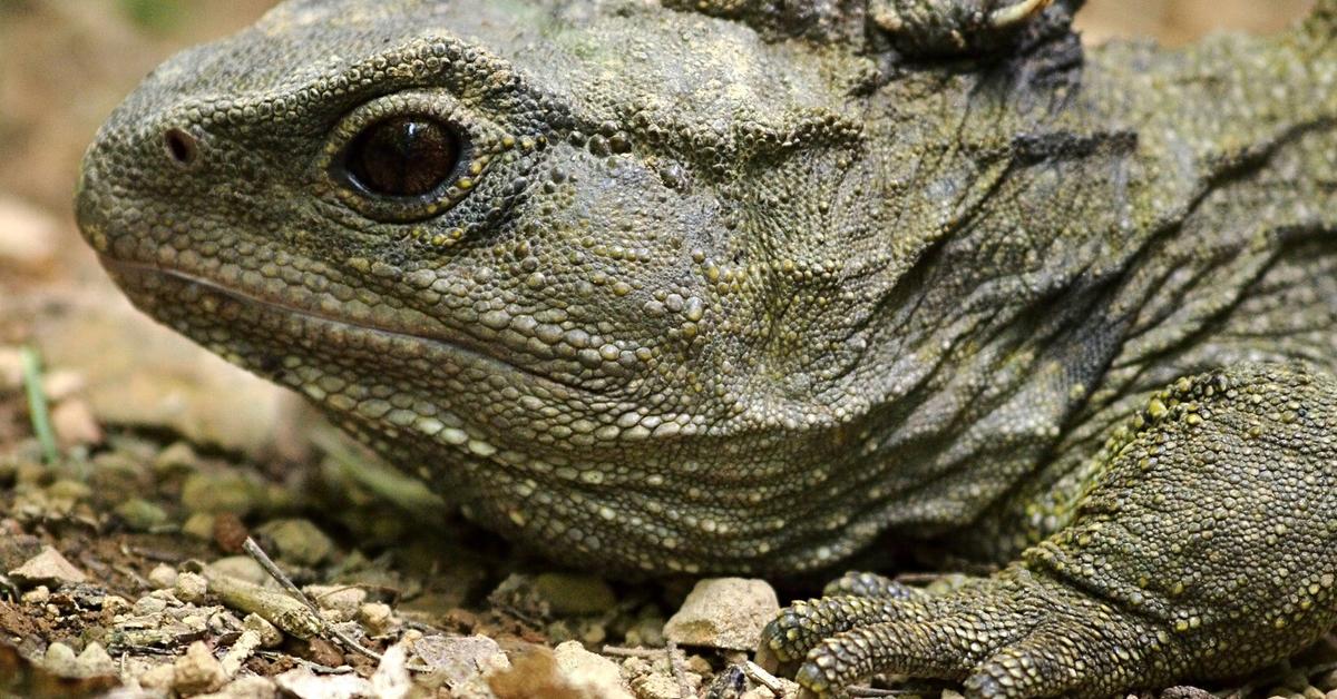 Natural elegance of the Tuatara, scientifically termed Sphenodon Punctatus.