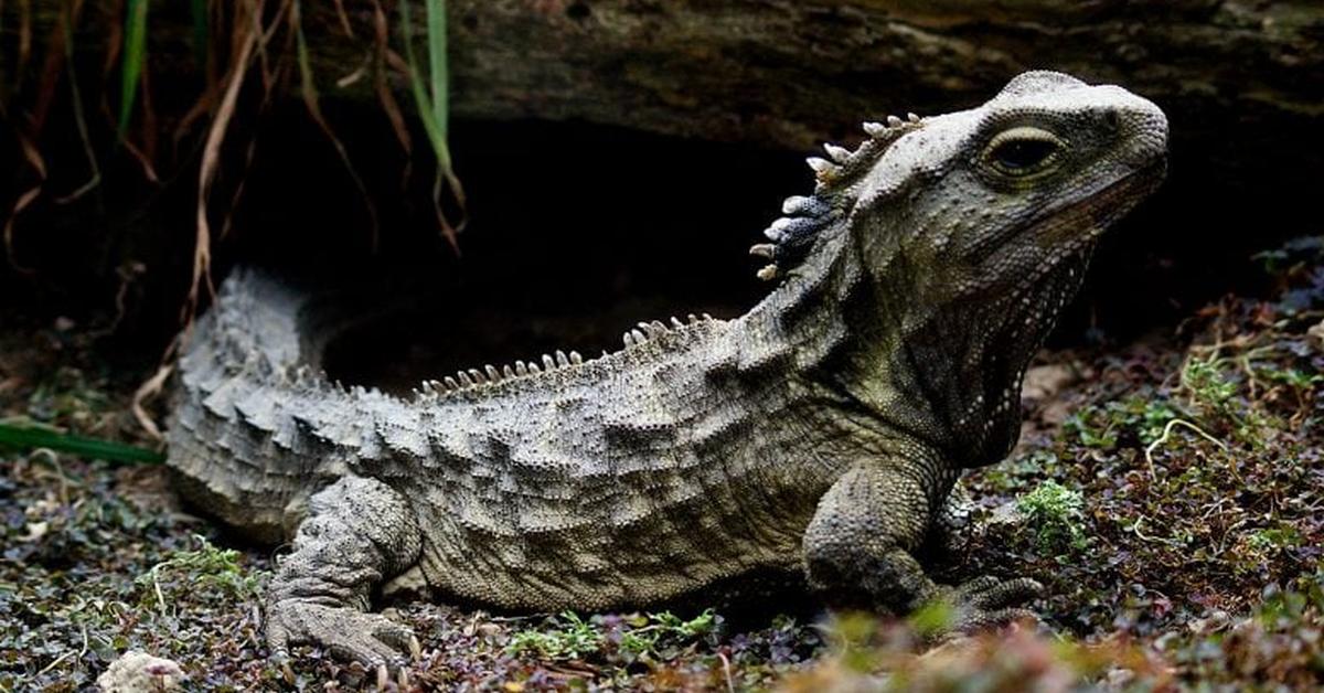 Visual of Tuatara, or Tuatara in Indonesian, showcasing its beauty.