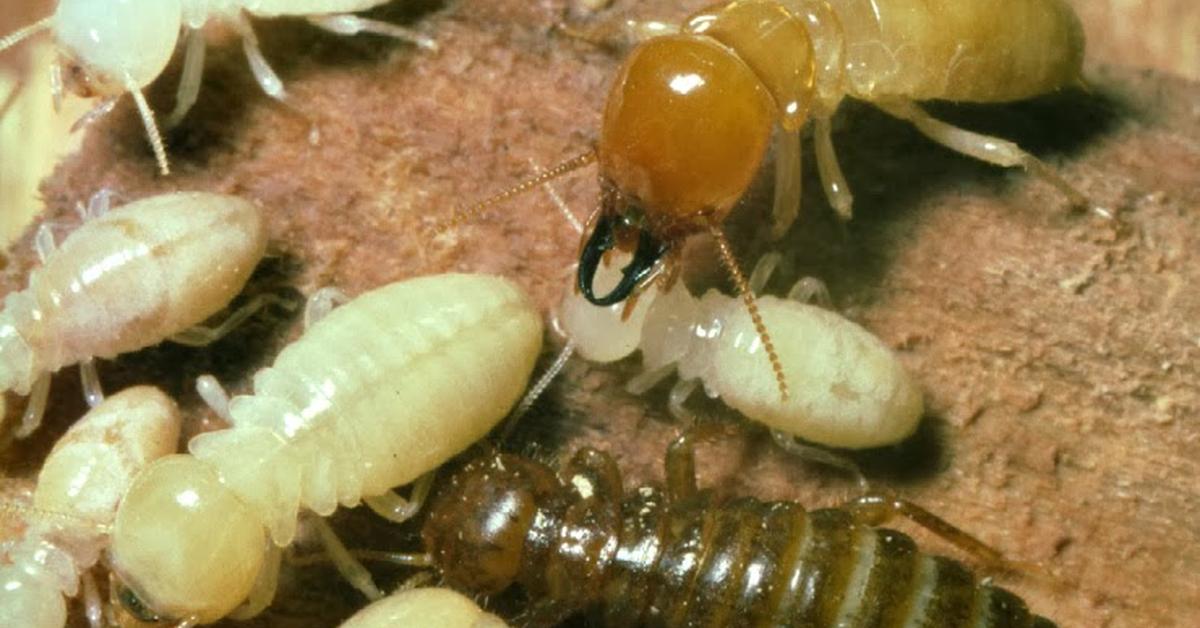 Vivid image of the Termite, or Rayap in Indonesian context.