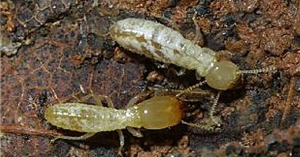 The alluring Termite, commonly referred to as Rayap in Bahasa Indonesia.