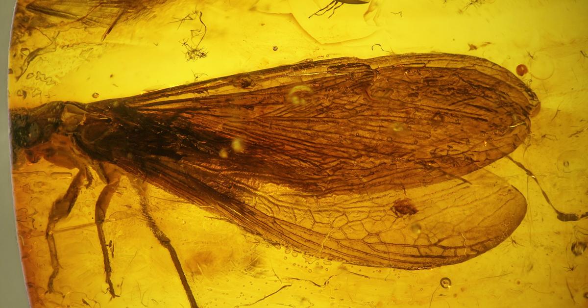 Glimpse of the Termite, known in the scientific community as Isoptera.