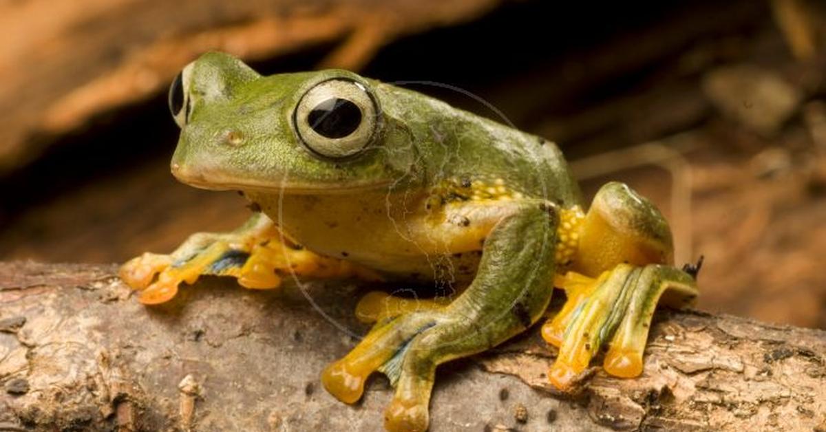 Image showcasing the Tree Frog, known in Indonesia as Katak Pohon.