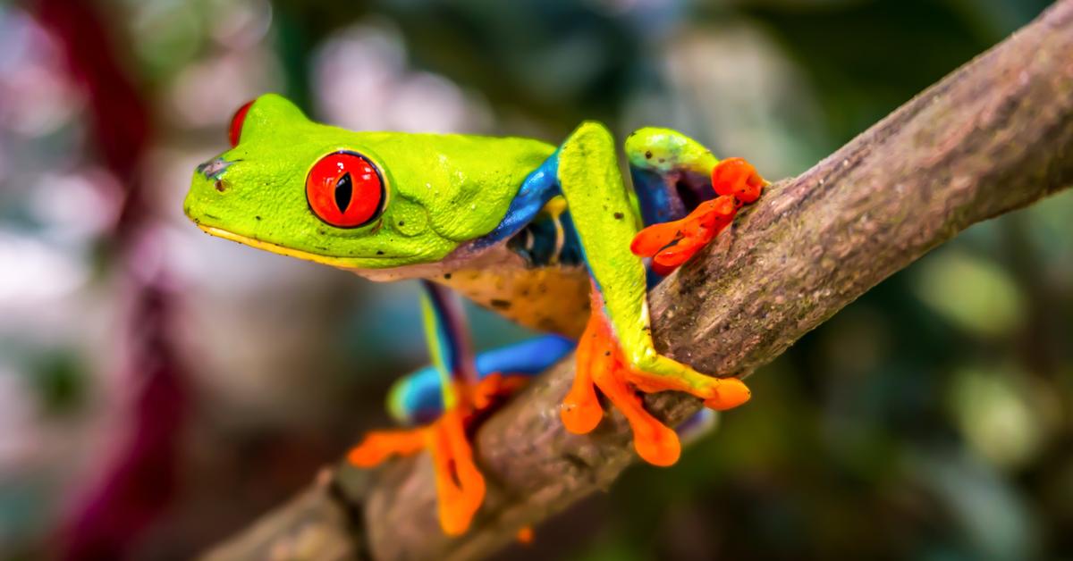 Enchanting Tree Frog, a species scientifically known as Hylidae.