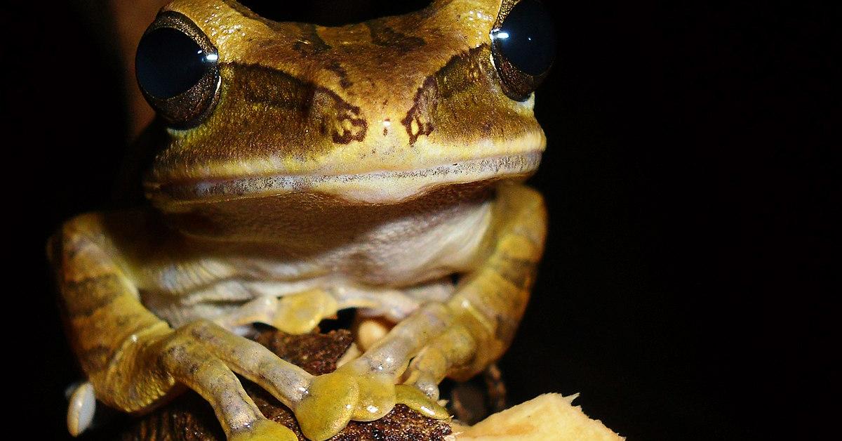 Captured beauty of the Tree Frog, or Hylidae in the scientific world.