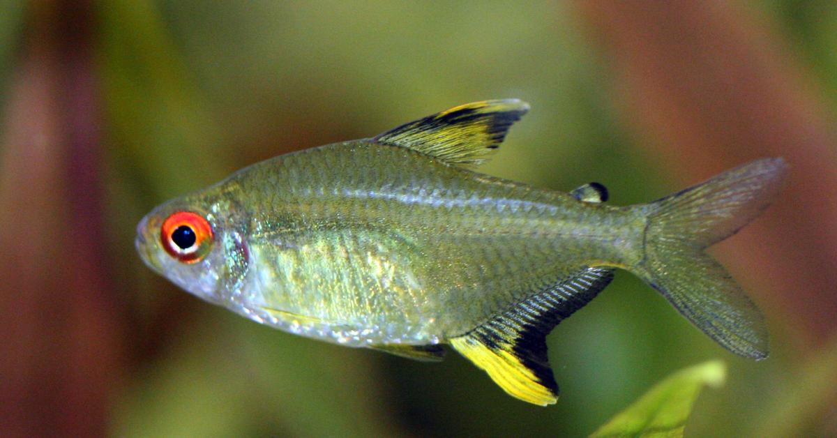 Enchanting Tetra, a species scientifically known as Paracheirodon Axelrodi.