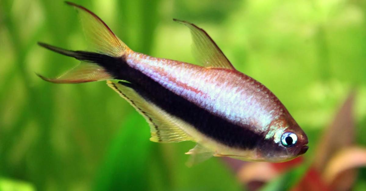 A beautiful representation of the Tetra, scientifically Paracheirodon Axelrodi.