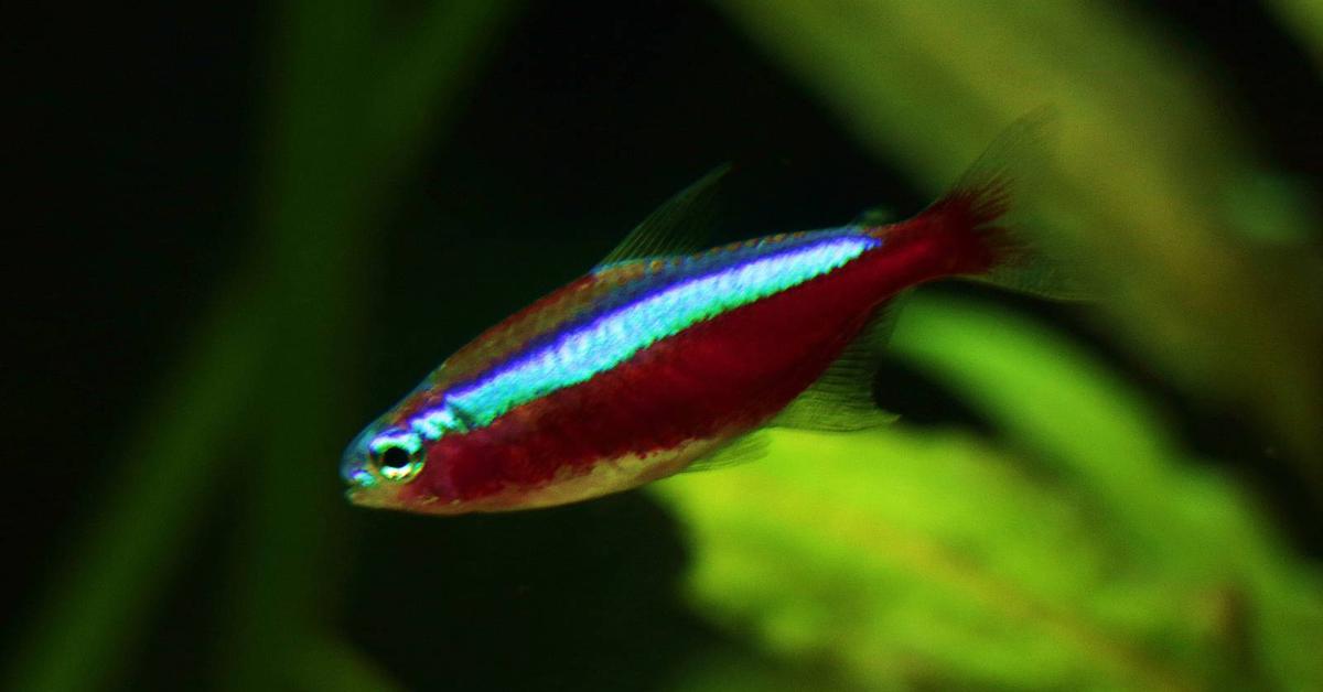 Close-up view of the Tetra, known as Ikan Tetra in Indonesian.