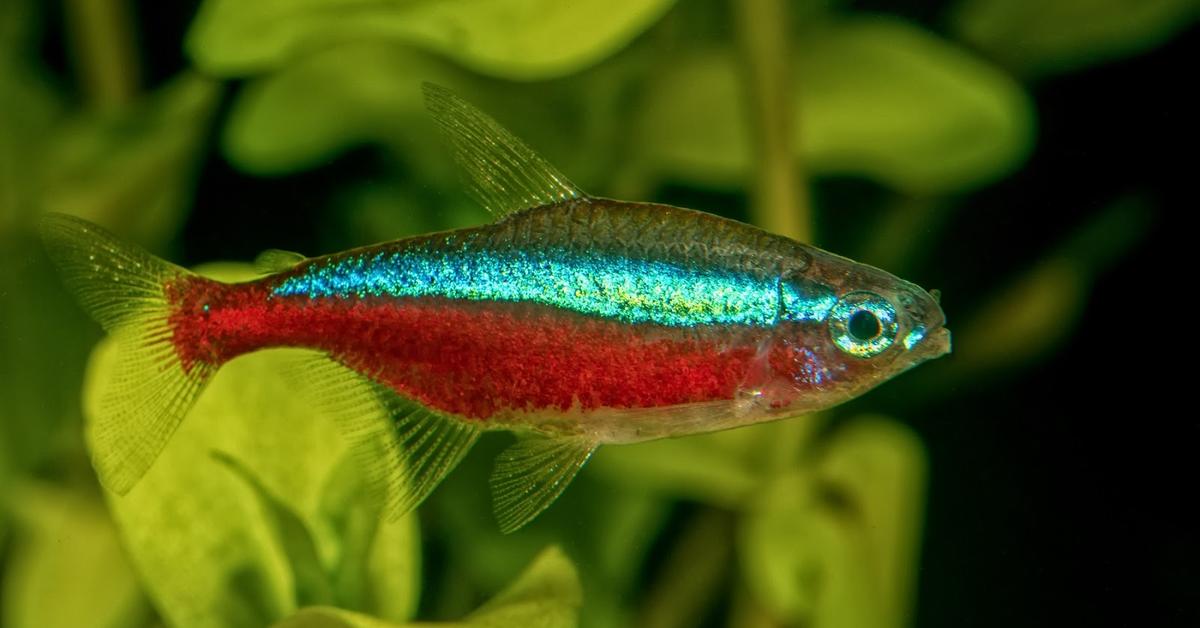 A beautiful representation of the Tetra, scientifically Paracheirodon Axelrodi.