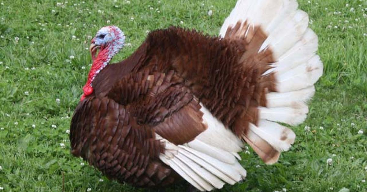 Splendid image of the Turkey, with the scientific name Meleagris.