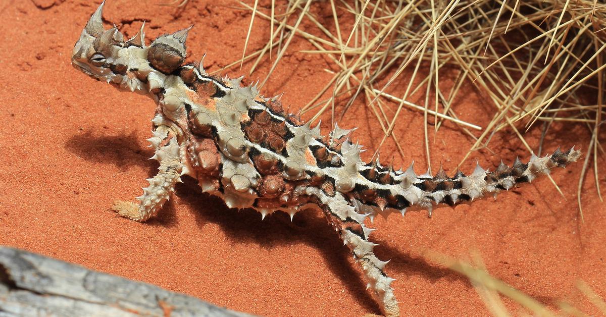 Captivating view of the Thorny Devil, known in Bahasa Indonesia as Setan Berduri.