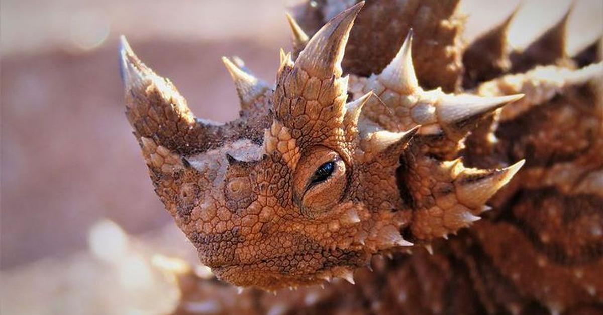 Stunning image of the Thorny Devil (Moloch horridus), a wonder in the animal kingdom.