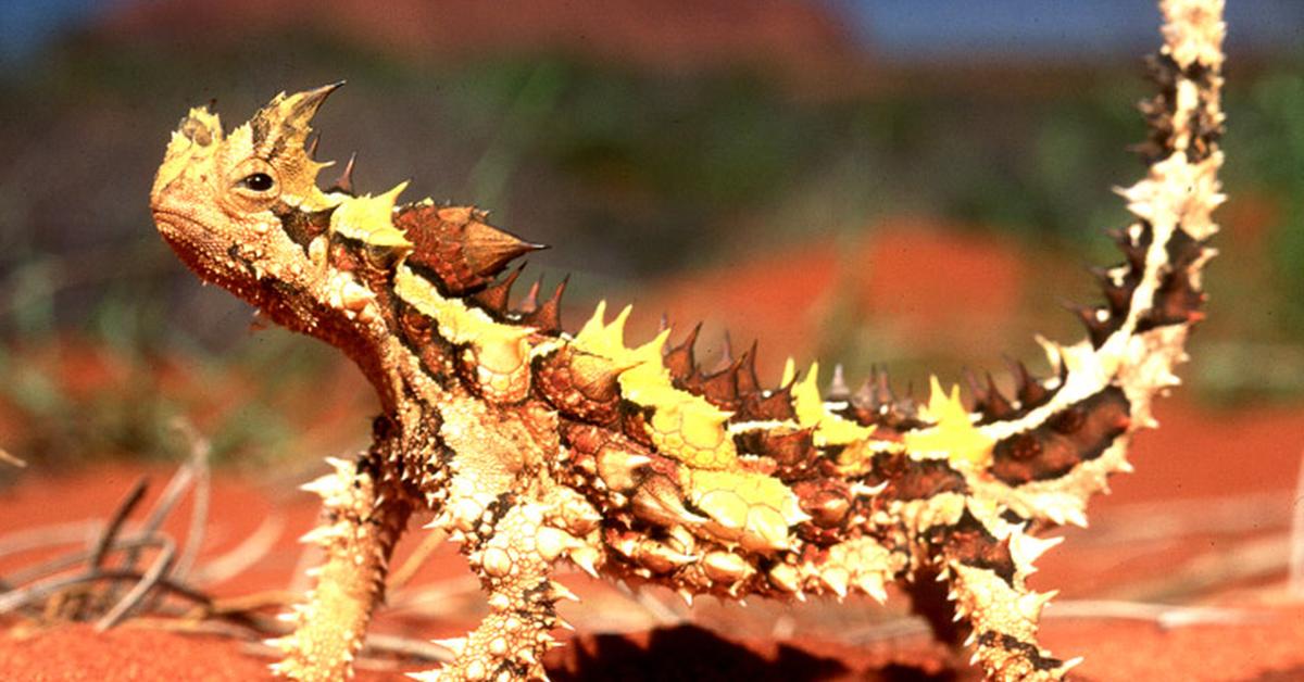 Exquisite image of Thorny Devil, in Indonesia known as Setan Berduri.