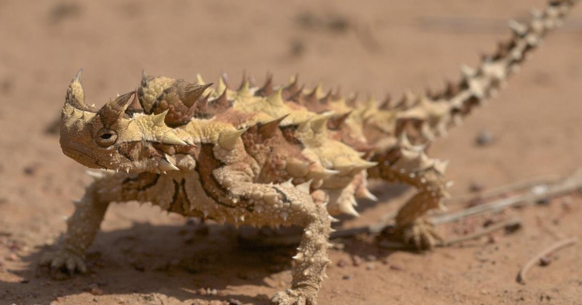 Close encounter with the Thorny Devil, scientifically called Moloch horridus.