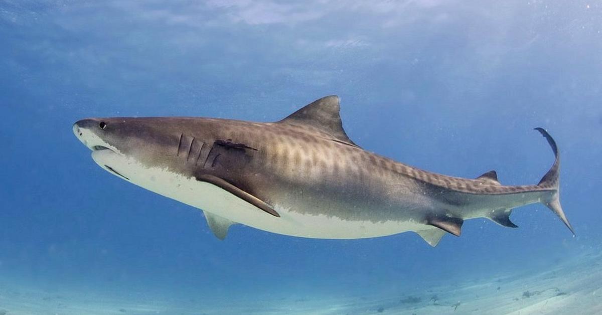 The Tiger Shark in its natural beauty, locally called Hiu Harimau.