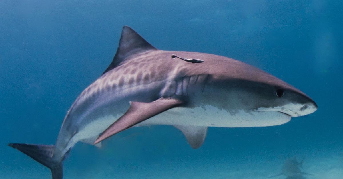 Dynamic image of the Tiger Shark, popularly known in Indonesia as Hiu Harimau.