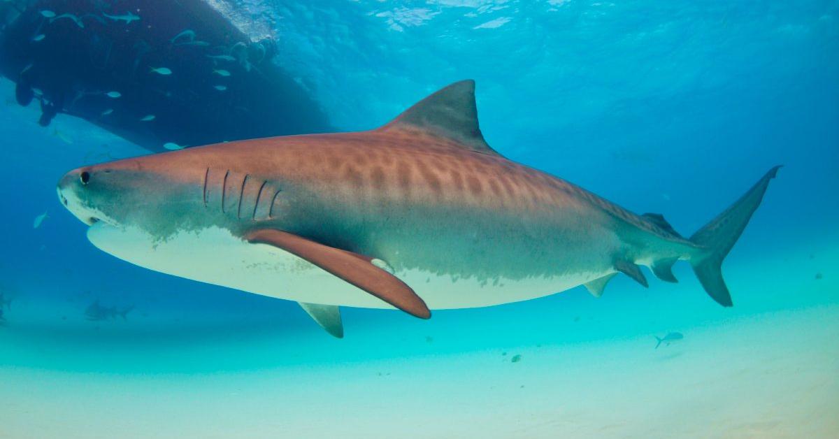 Elegant Tiger Shark in its natural habitat, called Hiu Harimau in Indonesia.