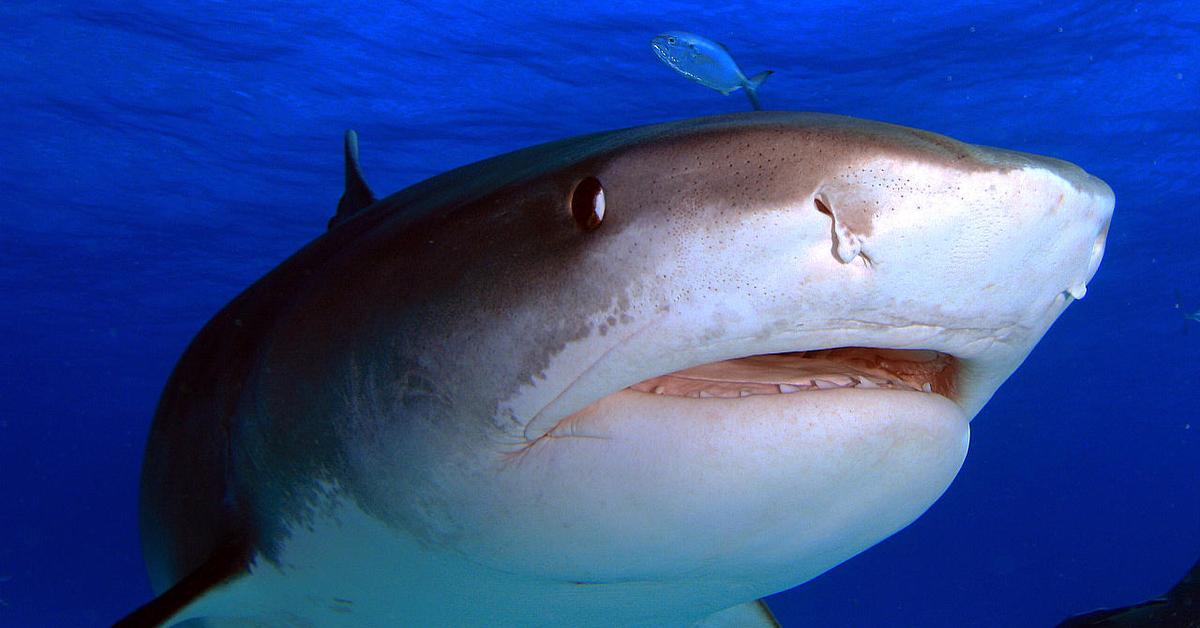 Vibrant snapshot of the Tiger Shark, commonly referred to as Hiu Harimau in Indonesia.