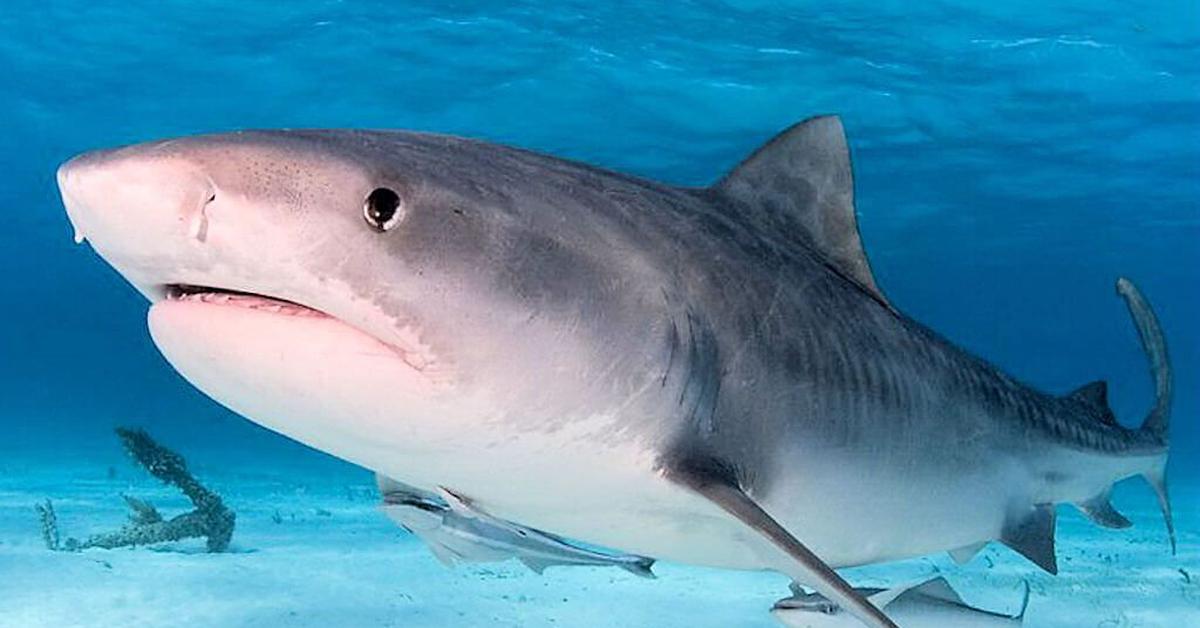 Photogenic Tiger Shark, scientifically referred to as Galeocerdo Cuvier.