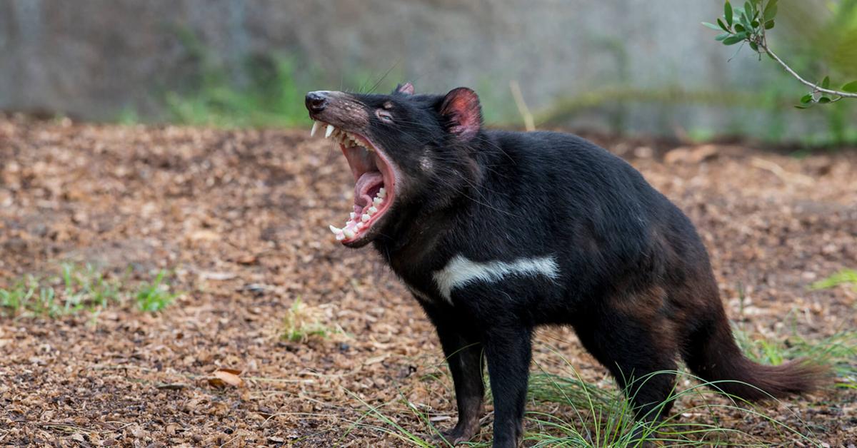 Photogenic Tasmanian Devil, scientifically referred to as Sarcophilus harrisii.