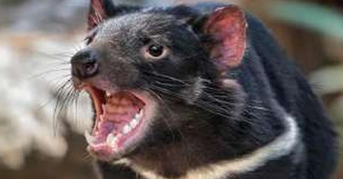 The fascinating Tasmanian Devil, scientifically known as Sarcophilus harrisii.