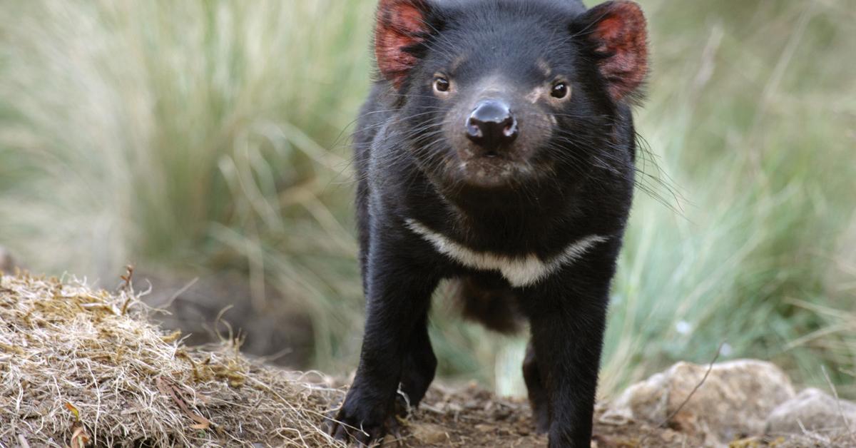 Image showcasing the Tasmanian Devil, known in Indonesia as Setan Tasmania.