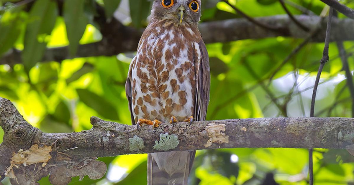 Visual of Tawny Owl, or Burung Hantu Coklat in Indonesian, showcasing its beauty.