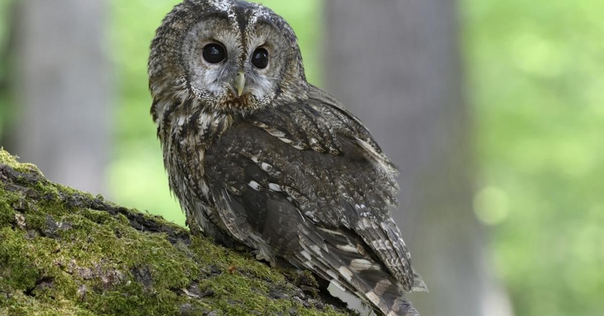 Close encounter with the Tawny Owl, scientifically called Strix aluco.