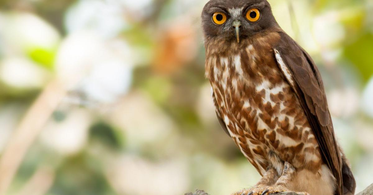 The Tawny Owl, a species known as Strix aluco, in its natural splendor.