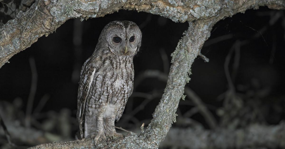 Iconic view of the Tawny Owl, or Strix aluco, in its habitat.