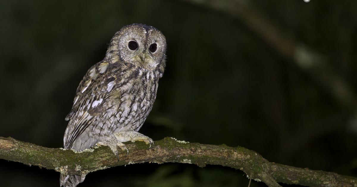 The elegant Tawny Owl (Strix aluco), a marvel of nature.