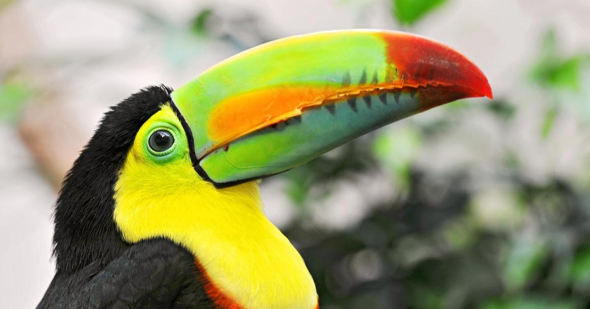 Insightful look at the Toucan, known to Indonesians as Tukan.