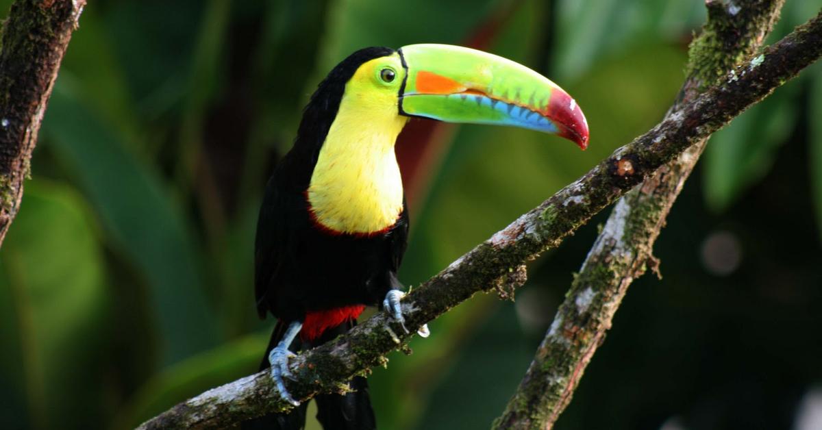 Distinctive Toucan, in Indonesia known as Tukan, captured in this image.