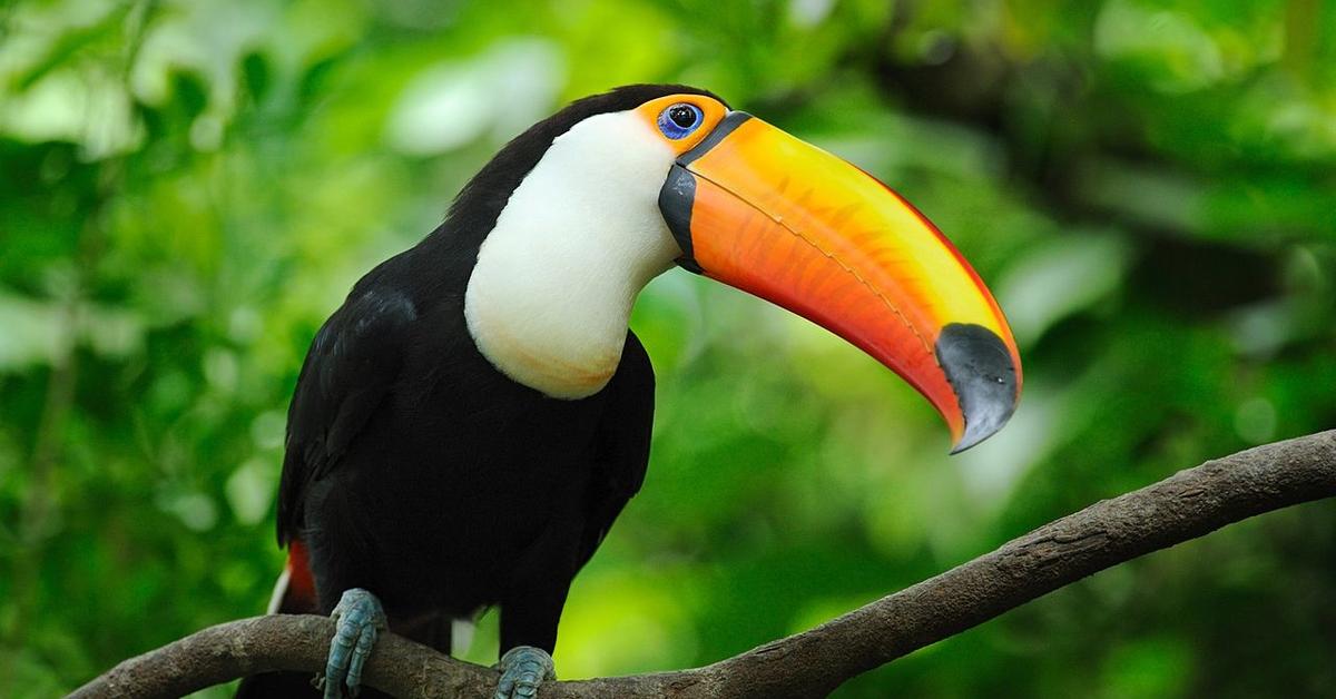 The Toucan, an example of Scyphozoa, in its natural environment.